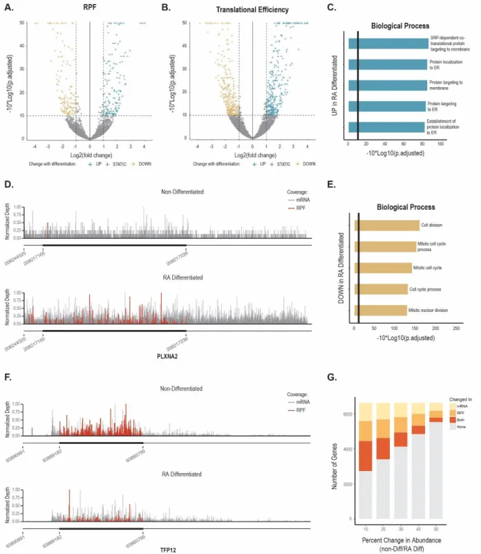 Figure 3.2 Differential translation and translational efficiency in SH-SY5Y cells. A) Volcano plot  of  transcripts  with  differential  translation  by  ribosome-protected  fragment  counts  in   non-differentiated and RA-non-differentiated cells