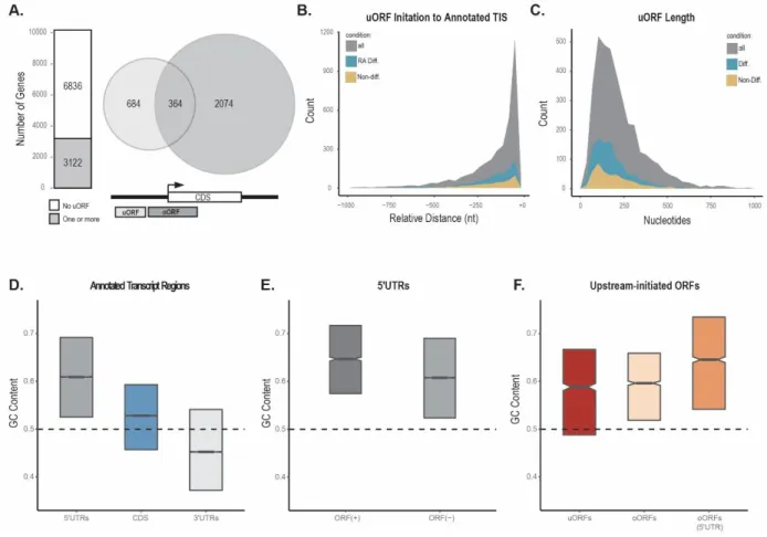 Figure 3.4 Characterization of predicted ORFs. A) The number of genes with at least one predicted  ORF  (bar  plot)  in  the  5’UTR  of  evaluated  protein-coding  genes