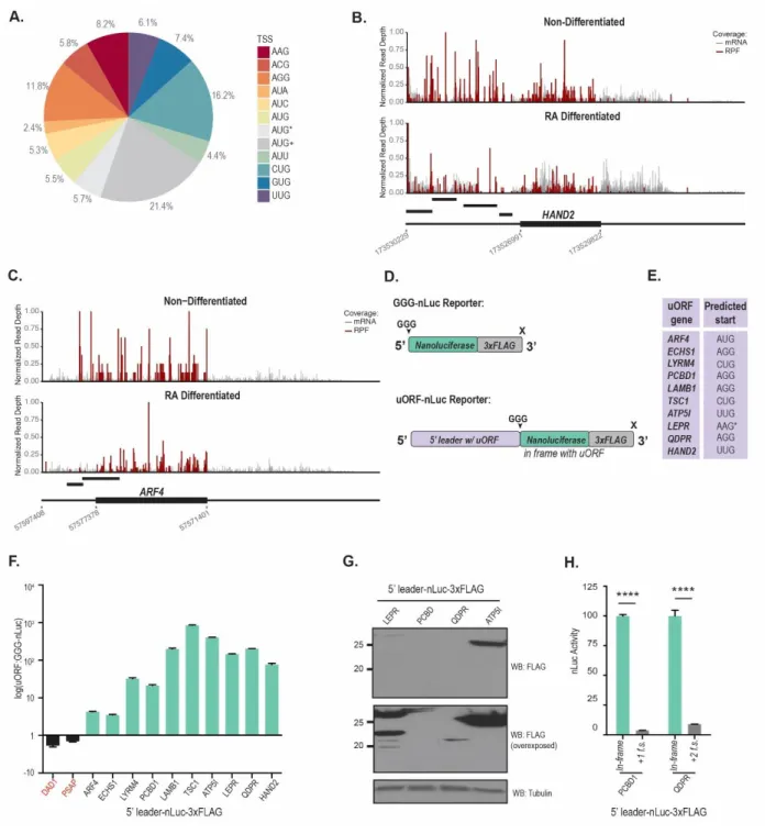 Figure 3.5  Validation of SPECtre scored  uORFs. A) Distribution of predicted ORF translation  start site sequences