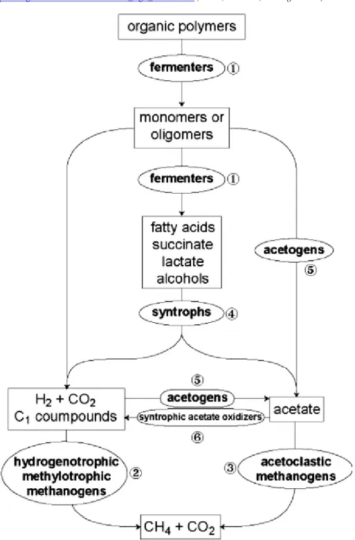 Figure 1 - Schematic of the anaerobic degradation of organic matter into methane. Source   https://www.researchgate.net/figure/Schematic-anaerobic-food-chain-for-the-conversion-of-com-plex-organic-matter-to-methane-in_fig1_250924004 (Mesle, Dromart, and Og