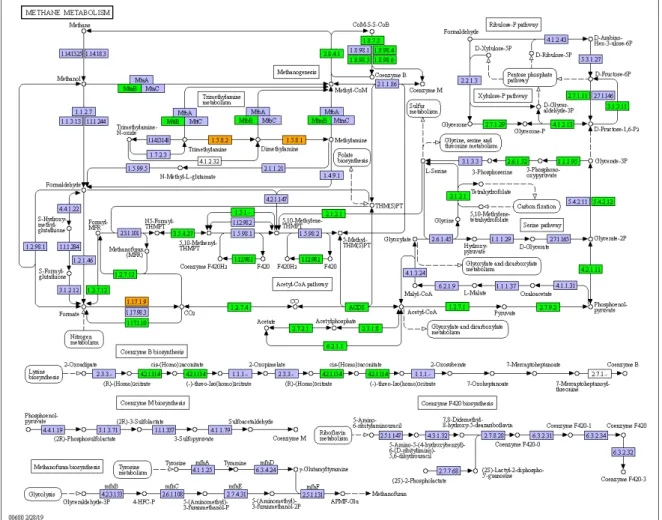 Figure 8- The methane metabolism pathway with the “expressed genes” highlighted in green and the 