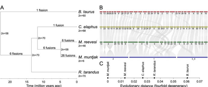 Figure  2.1.  [A]  The  phylogenetic  tree  of  the  five  analyzed  species,  calculated  from  fourfold  degenerate sites and divergence time confidence intervals, was visualized with FigTree (commit  901211e; https://github.com/rambaut/figtree)