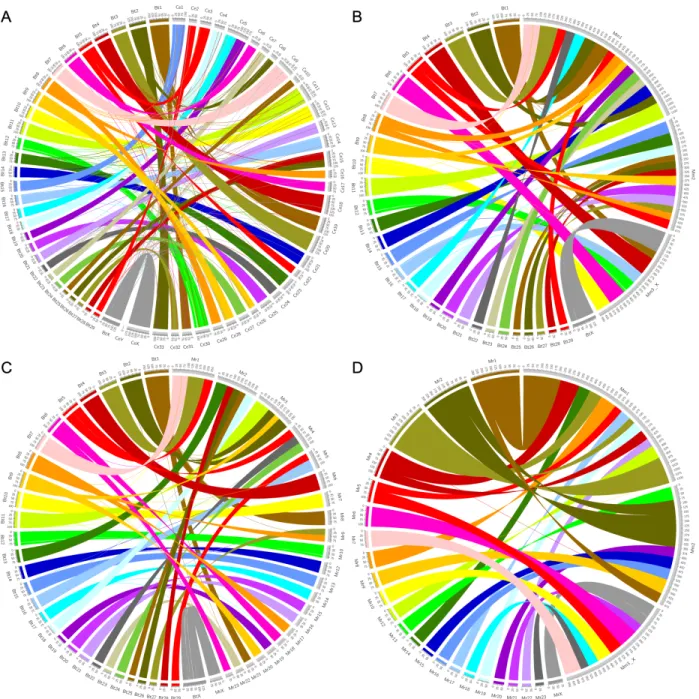 Figure  2.3.  Circos  (v0.69-6)  [103]  plots  with  runs  of  collinearity  containing  at  least  25  kb  of  aligned sequence between [A] B
