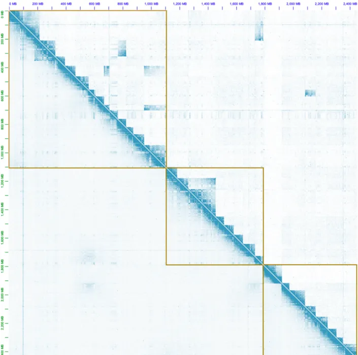 Figure 2.7. Visualization of the M. muntjak chromosomes’ Hi-C contact map (bottom left) and  the M