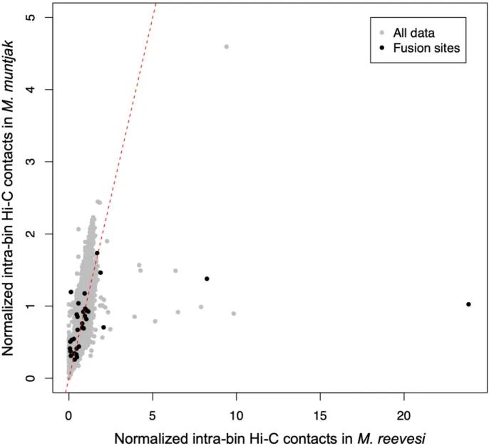 Figure 2.11. Normalized 100 kb intra-bin Hi-C contacts for M. muntjak (y axis) vs. M. reevesi (x  axis)  with  the  bins  containing  the  M