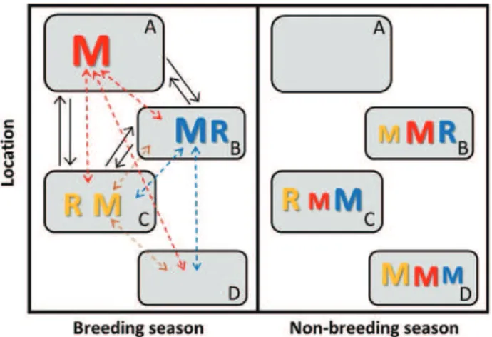 Fig. 3. Illustration of a simple partially migratory meta-population (PMMP) system comprising four patches, where three patches (A–C) can support breeding-season  sur-vival and reproduction and three patches (B–D) can support non-breeding-season survival