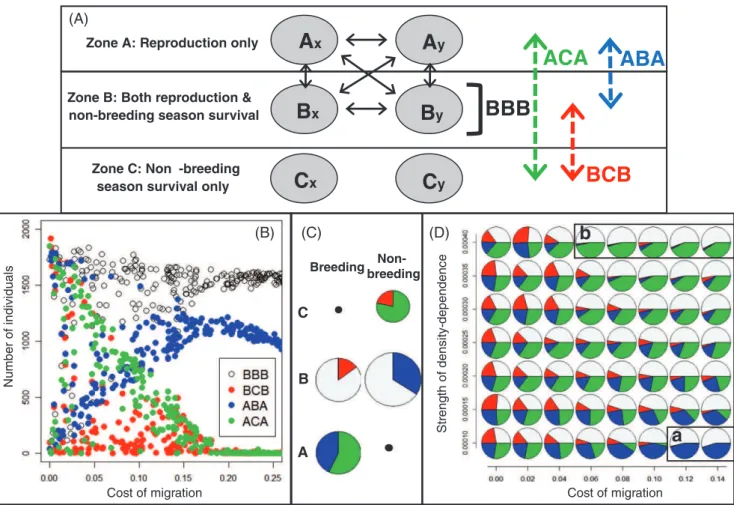 Fig. 5. Summary of an evolutionary individual-based model illustrating that multiple strategies of migration and residence can readily co-exist across broad parameter space