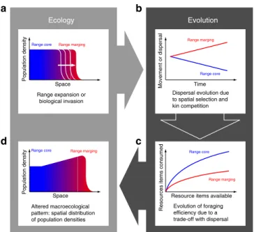 Figure 4 | Schematic summary of our empirical and theoretical ﬁndings illustrating the importance of eco-evolutionary feedbacks during range expansions and biological invasions