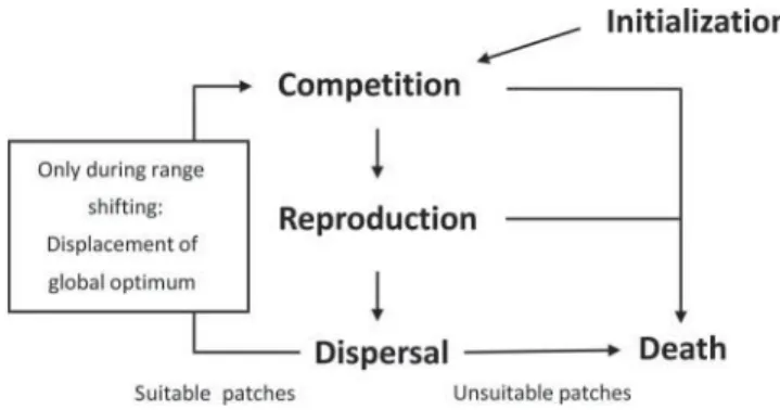 Figure 2. Overview of the life cycle of an individual.