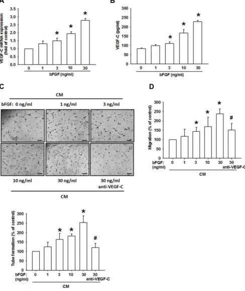 Figure 2: bFGF promotes the lymphangiogenesis through upregulation of VEGF-C in chondrosarcoma cells