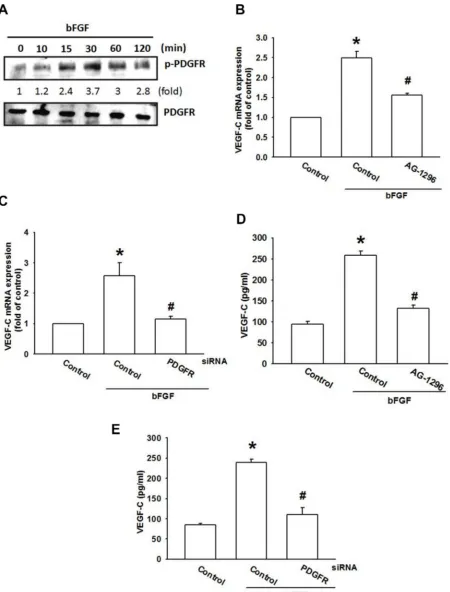 Figure 3: The PDGFR signaling pathway is involved in bFGF-induced VEGF-C expression. (A) JJ012 cells were incubated with bFGF (30 ng/mL) for the indicated time intervals; PDGFR phosphorylation was examined by western blotting (n = 5)