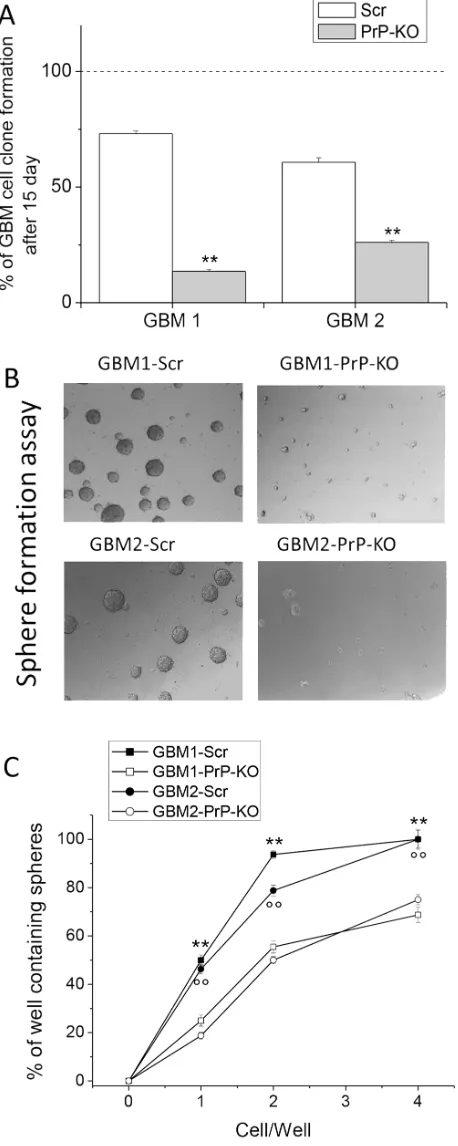 Figure 4: A. Quantification of clonogenic activity of GBM1- and GBM2- Scr and PrP-KO cells, expressed as percentage of the number of plated cells, assumed as 100%