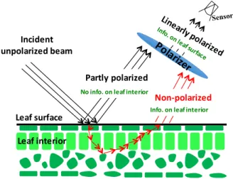 Figure 1. Radiation reflected by a leaf includes two components, specular and diffuse
