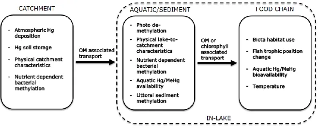 Illustration  The complexity of processes involved in controlling Hg concentrations in freshwater fish species,  here  illustrated  by  the  factors  and  mechanisms  highlighted  in  the  present  thesis