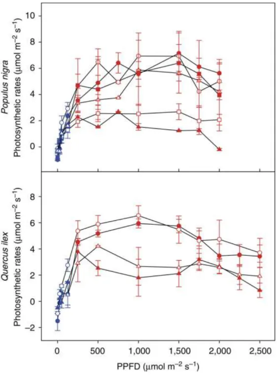 Figure  3.4:  Light-response  curves  of  net  photosynthetic  rates  of  Populus  nigra  and  Quercus  ilex