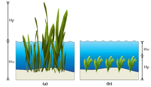 Figure 1. The Schematic of vertical structures for emergent vegetation and submerged vegetation