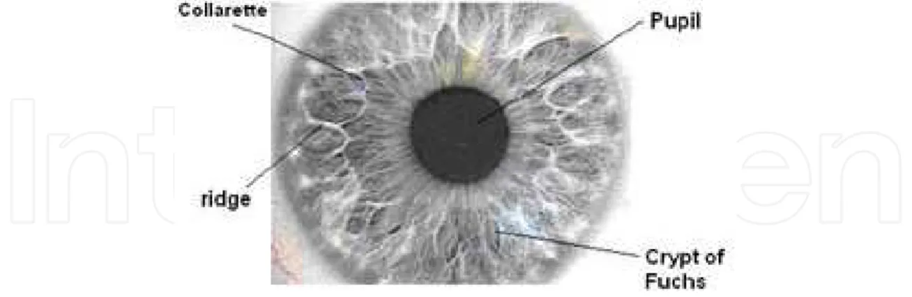 Fig. 1. An iris which has highly complex unique texture. 
