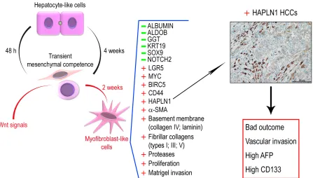 Figure 9: Upon low density plating, hepatocyte-like cells acquire transient mesenchymal competence within 48 h and dedifferentiate to bipotent progenitors that normally re-differentiate into hepatocyte-like cells