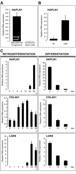 Figure 5: HAPLN1 hallmarks early mesoderm commitment of pluripotent hES cells and spontaneous EMT