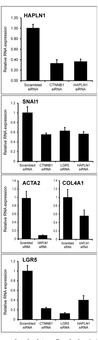 Figure 6: HAPLN1 silencing leads to mesenchymal and stem cell marker loss. Real-time-PCR-assessed mRNA expression of the indicated genes in HepaRG progenitor cells transfected with the indicated siRNAs