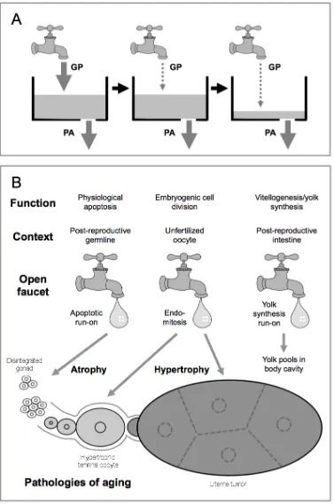 Figure 6: role of hyperfunction in the generation of reproductive pathologies in C. the relationship between germ-cell proliferation (GP) and germline physiological apoptosis (PA) in the etiology of hermaphrodite gonad degeneration