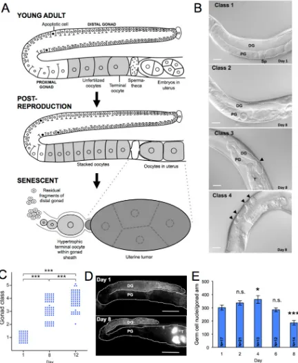 Figure 1: Aging pathology in the C. elegans hermaphrodite gonad A. Schematic summary of major age changes in the anatomy of the hermaphrodite gonad, derived from previous sources [16, 18-20, 62, 63] and this study
