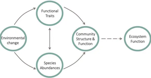 Figure 1. Conceptual diagram describing how environmental change scales up to effect  ecosystem function