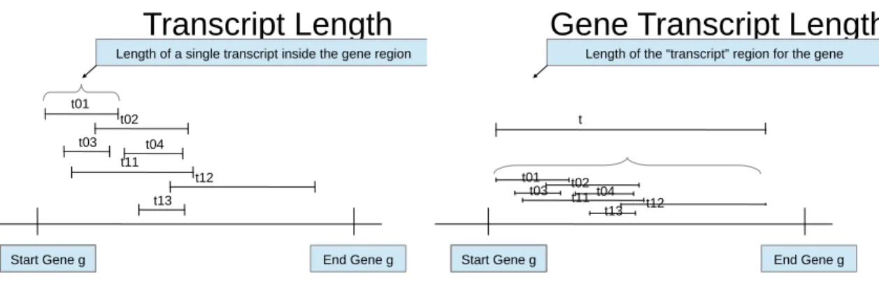 Figure 13: Transcript Lengths