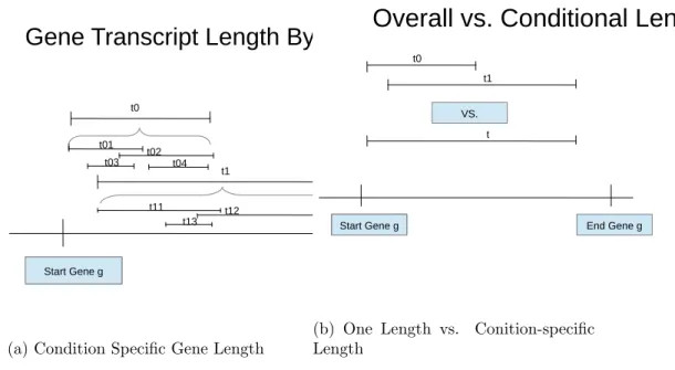 Figure 14: Transcript Lengths