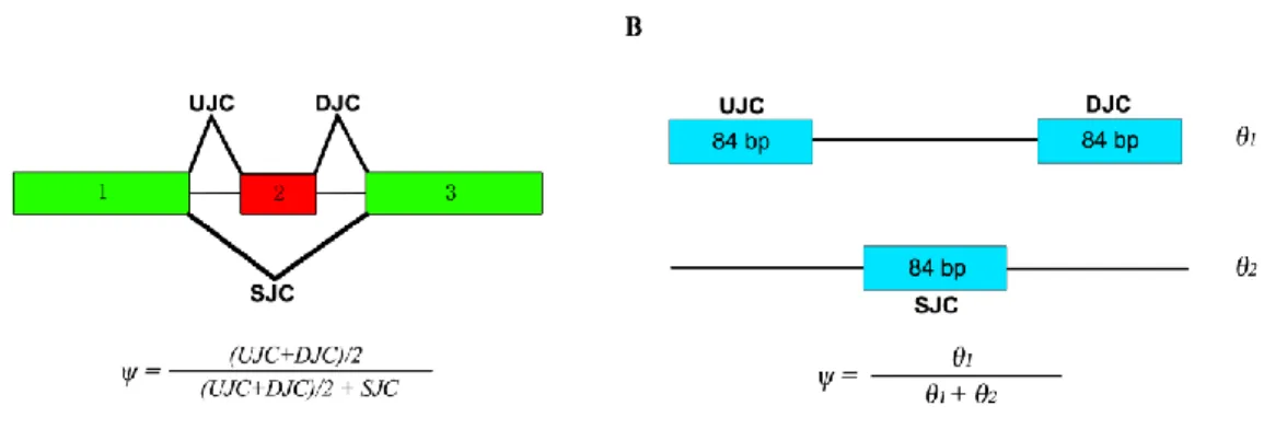 Figure 2.2 Models for estimating the exon inclusion level ψ using the junction reads. 