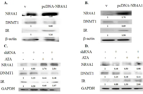 Table 1: Top 10 significant differentially hypermethylated genes in human T2D versis CTL 