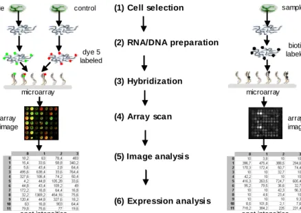 Figure 1. Schematic overview of a microarray experiment  