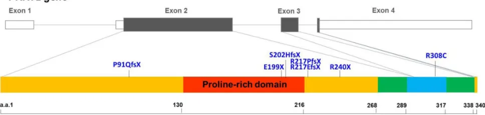 Figure 1: Genomic organization of the human PRRT2 gene and the distribution of the PRRT2 mutations identified in taiwanese PKD patients