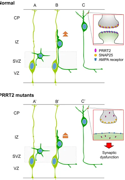 Figure 8: Schematic diagram showing effects of PRRT2 mutation on neuronal migration and dendritic spines in cortical neurons