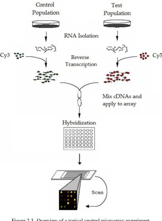Figure 2.3  Overview of a typical spotted microarray experiment 