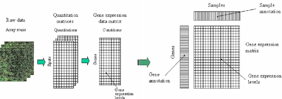 Figure 2.6  A theoretical account of the fate of a microarray image  2.1.3  Processing of Array Output 