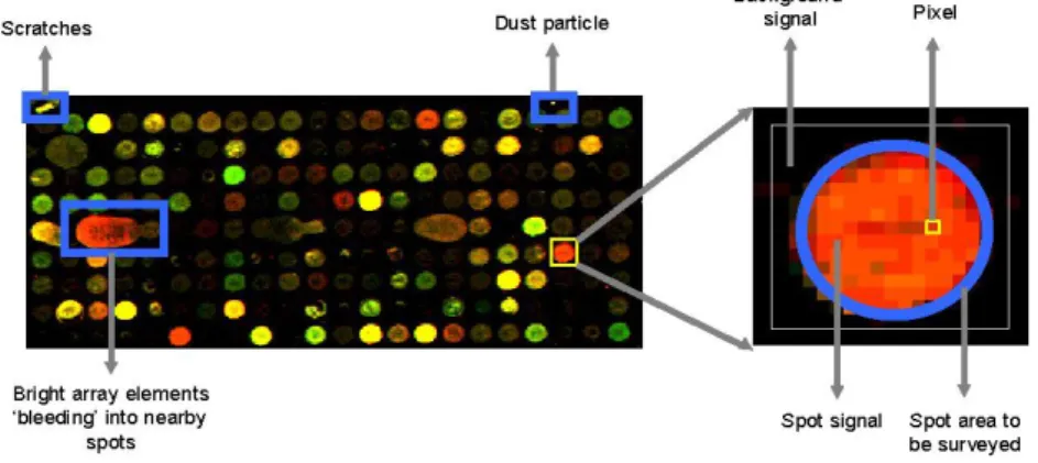 Figure 2.9  A microarray slide and a spot 