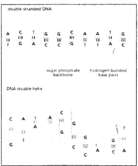Figure  1.2  D N A  helix  structure  from  [1]