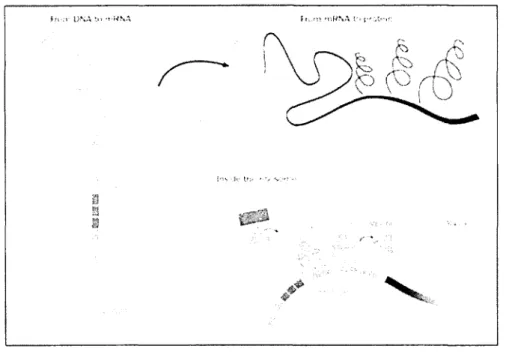 Figure  1.4  Central  D ogm a  o f  M olecular Biology  from  [4]