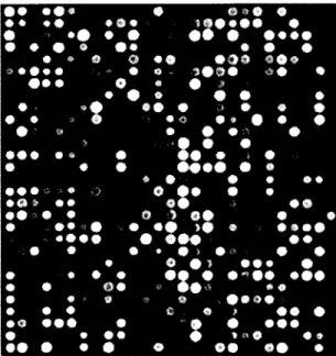 Figure  1.5  cD N A  microarray  image