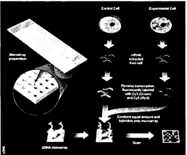 Figure  1.7  cD N A  microarray  experiment  from  [13]