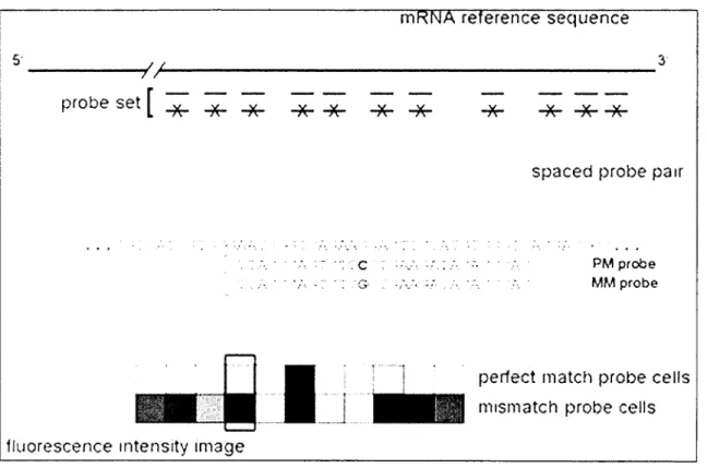 Figure  1.9  Probe  level  design  in Affymetrix  microarray  from  [16]