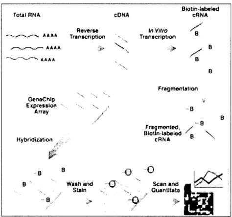 Figure  1.10 Affymetrix  microarray  experim ent  process  from  [17]
