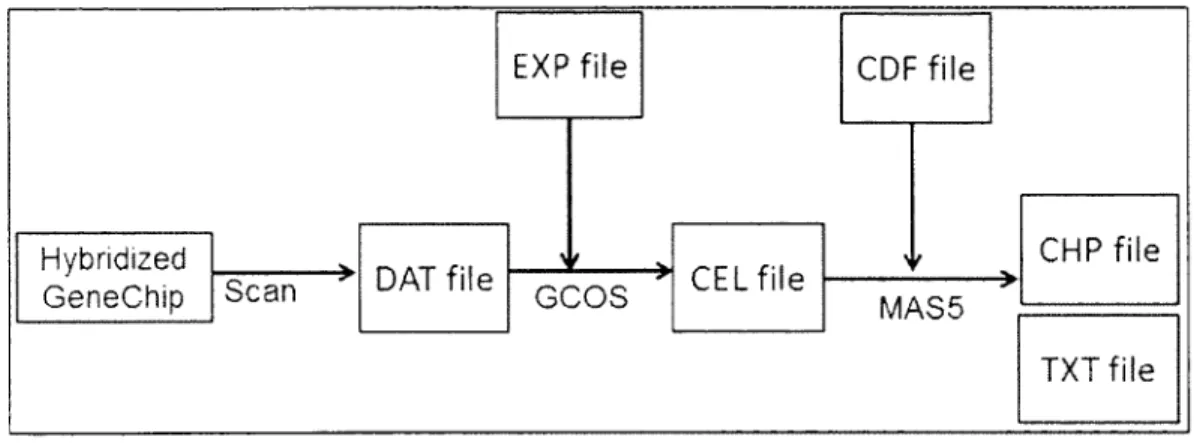 Figure  2.3  G C O S  microarray  image  analysis  flow