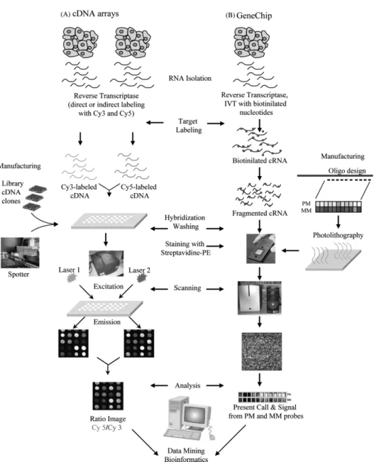 Figure 1.1: Comparison of the production and hybridization steps in (A) cDNA and (B) high density oligonucleotide arrays.