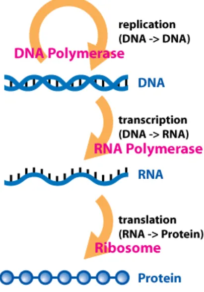 Figure 2.1: Flow of information in biological systems (Horspool 2008) and transcription
