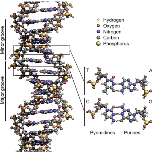 Figure 2.3: The structure of the DNA double helix (Zephyris 2011)
