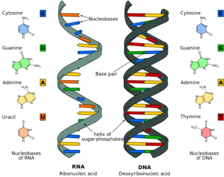 Figure 2.4: Comparison of a single-stranded RNA and a double-stranded DNA (Sponk 2011)