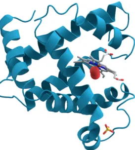 Figure 2.5: Myoglobin protein 3D structure (AzaToth 2008)