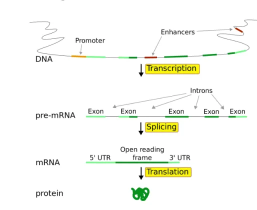 Figure 2.6: Steps in gene expression (Forluvoft 2007)